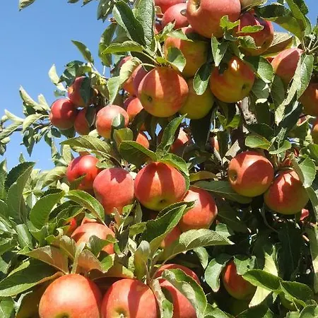 بيت للعطل Traumapfel