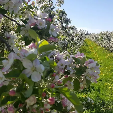 Traumapfel بيت للعطل جورك