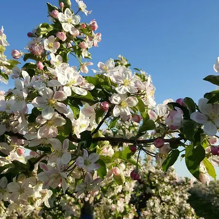 Traumapfel بيت للعطل جورك